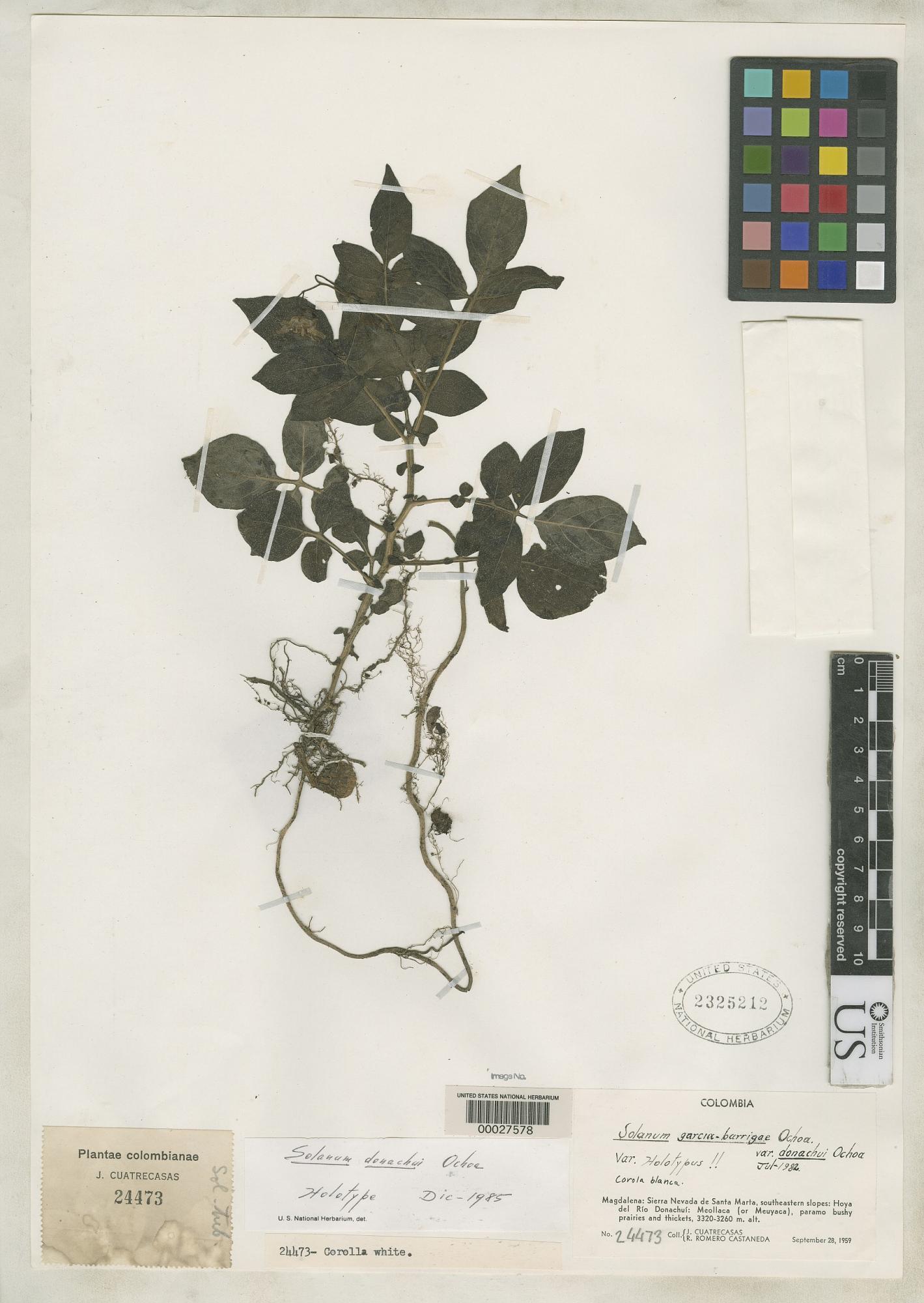 Espécimen de herbario de Solanum garcia-barrigae